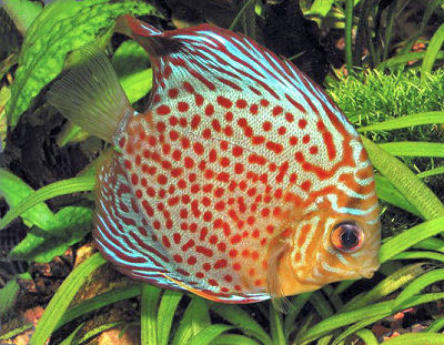 SYMPHYSODON AEQUIFASCIATA